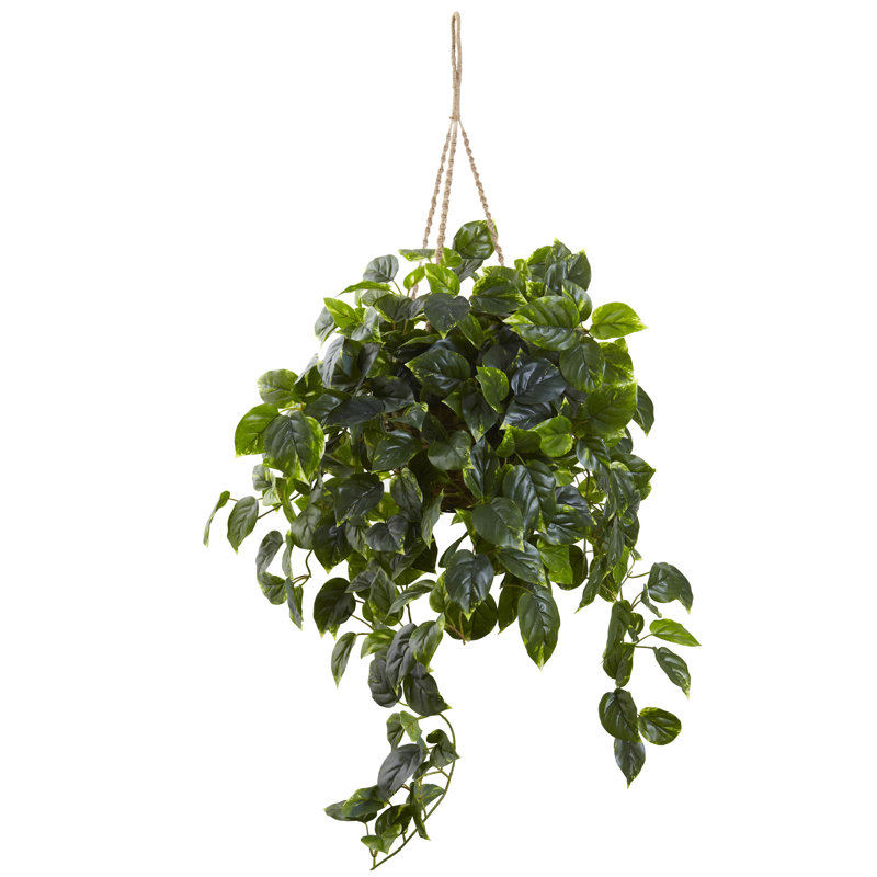 Nearly Natural Hanging Ivy Plant in Basket & Reviews Wayfair